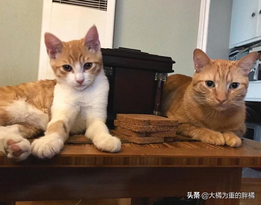 大猫生的小猫，送人？