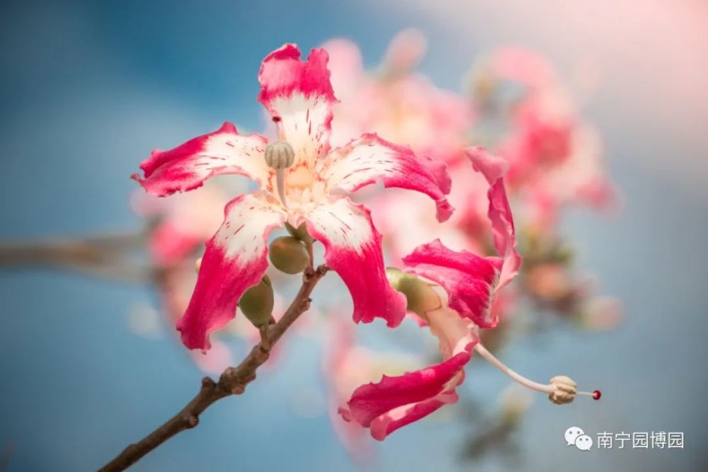 异木棉花树果实，独特魅力与生态价值的展现