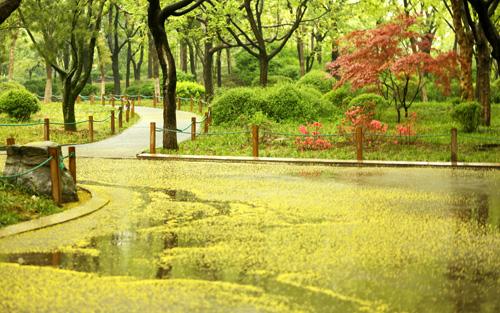 雨中即景，自然韵律与生命色彩的交响