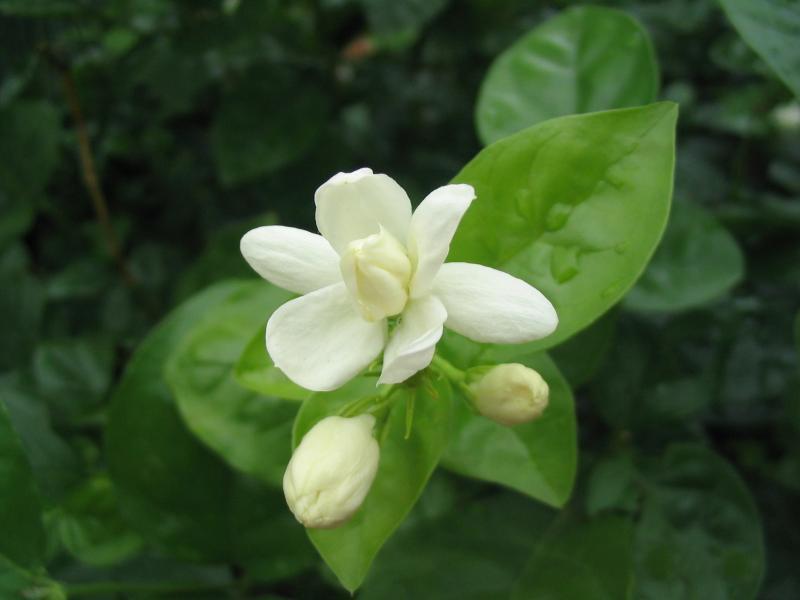 茉莉花干花的功效与作用简介