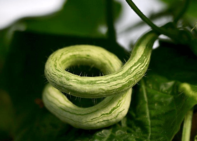 蛇瓜与丝瓜，对比解析两种植物的特点