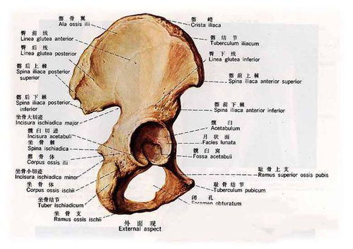 髂的正确读音解析及科普知识介绍
