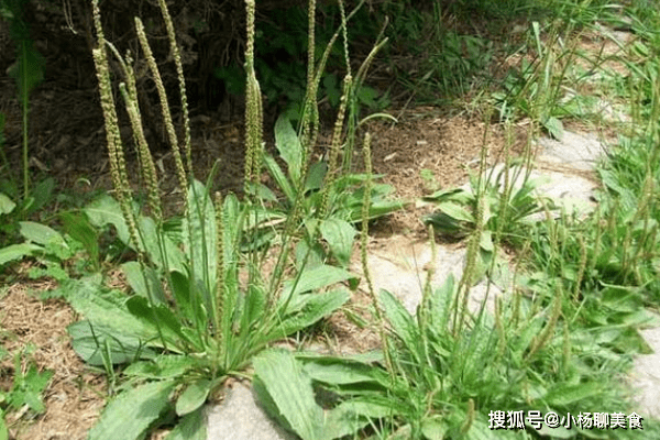 车前草与芦根的独特功效与药用价值揭秘