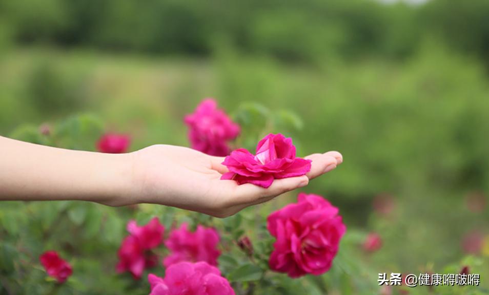 茉莉花，慎食或避免食用的建议