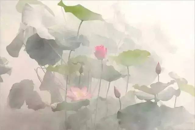 莲花梦迟，深情花怜