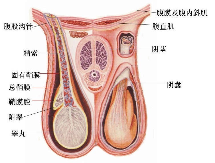 阴囊潮湿瘙痒，解决方法和预防策略