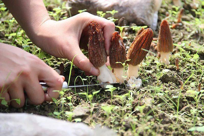 羊肚菌食用量与人体健康，一人一次适宜食用数量探讨