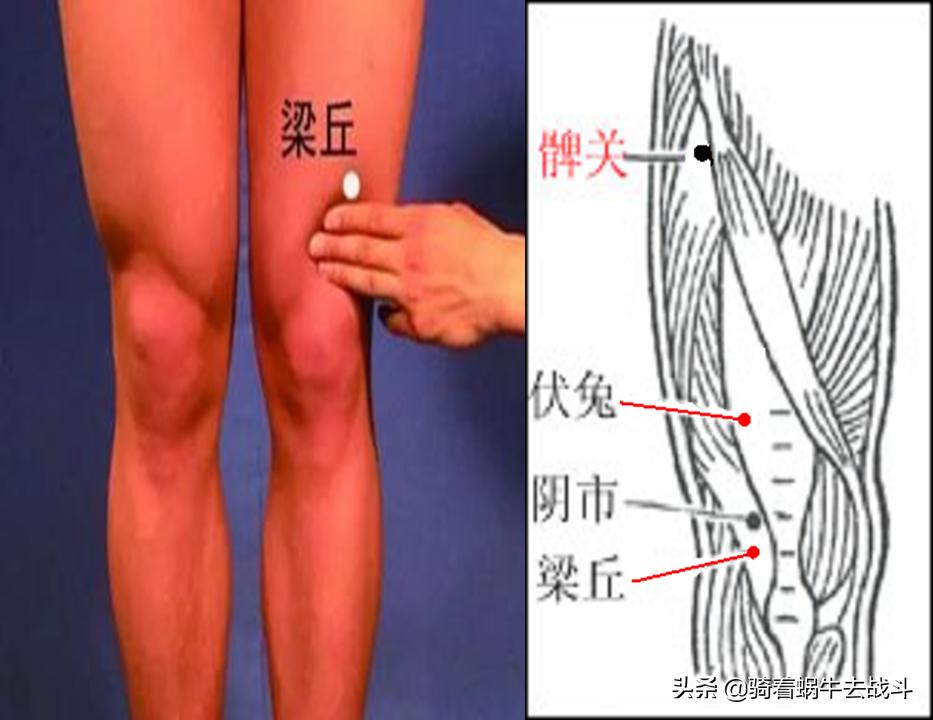 犊鼻与外膝眼差异探讨