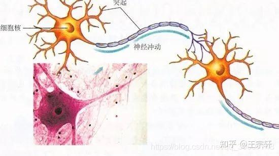 探索UP主神经元，揭秘大脑信息传输与创造力之源