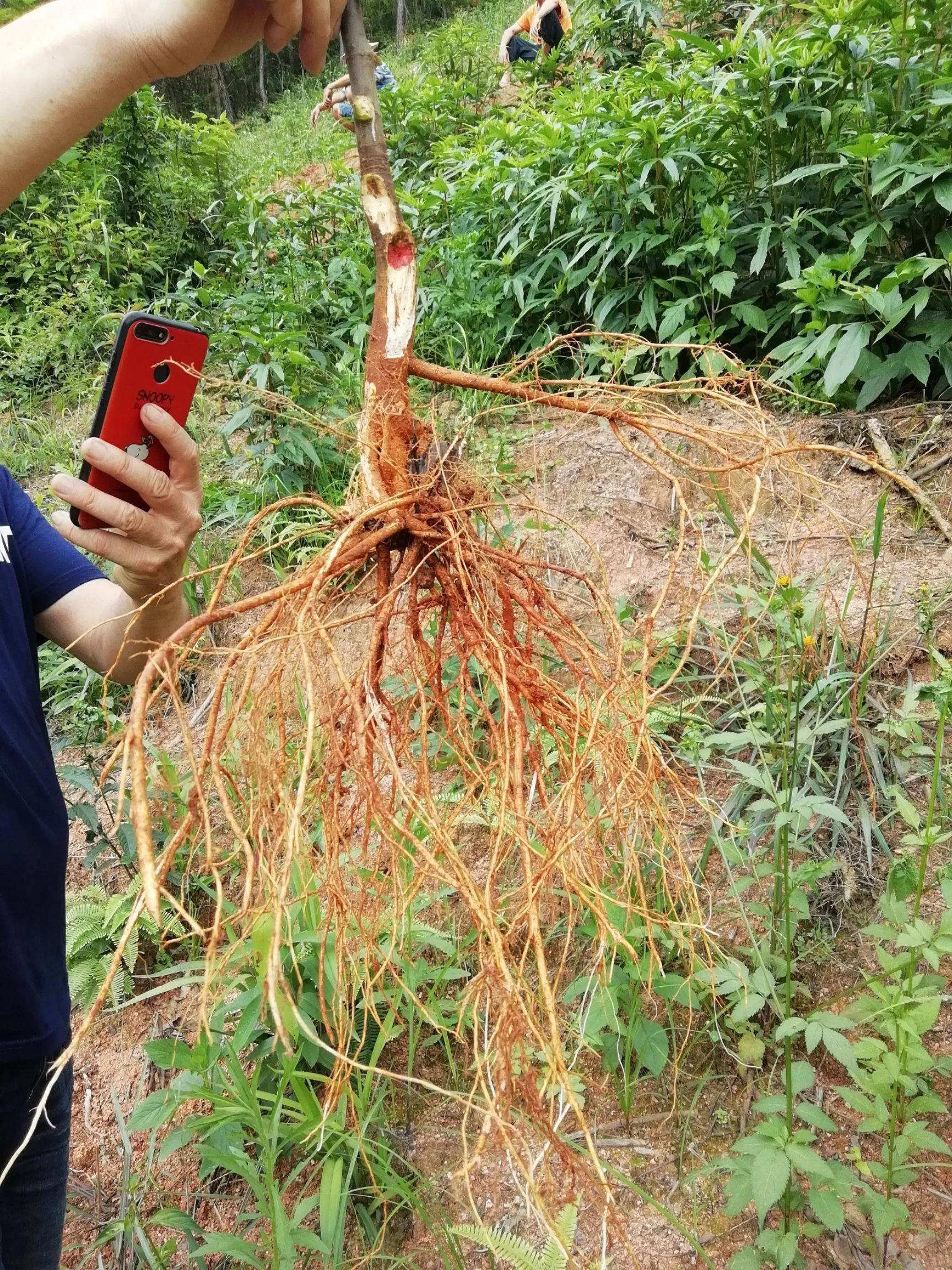 五指毛桃，不适宜人群与食用注意事项