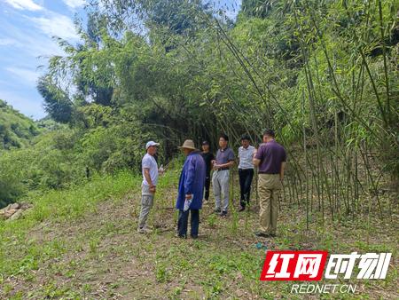 莓茶的作用与功效与价格解析