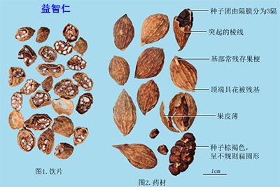 益智仁的用法、禁忌及深入解析其用途与注意事项