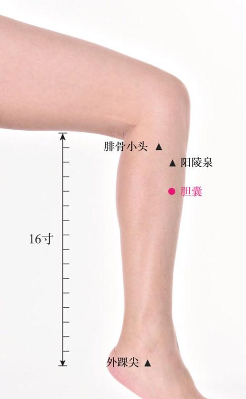 阳陵，历史与地理交汇点的准确位置图片展示