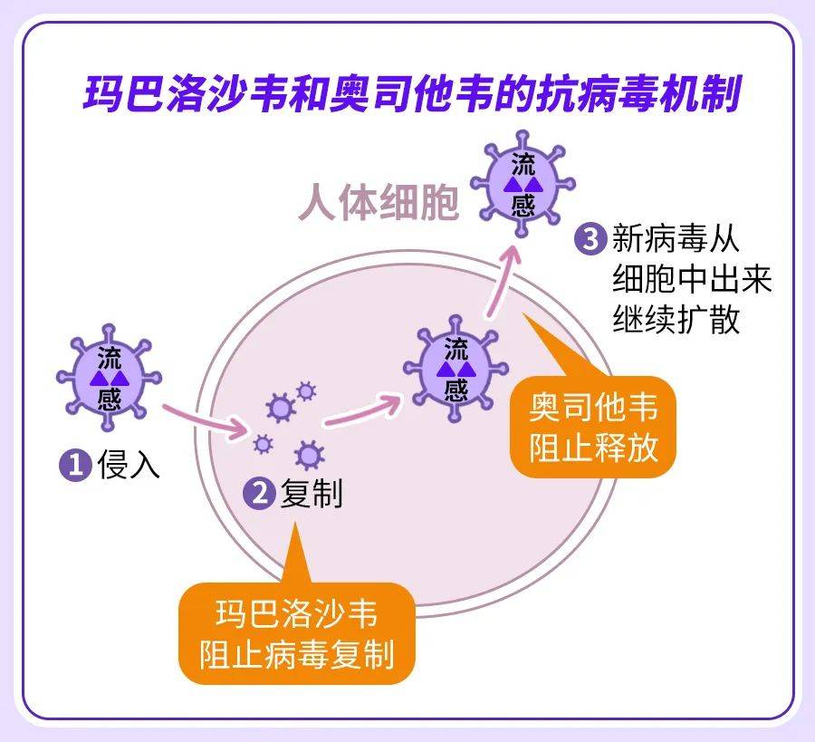 四岁孩童用药，玛巴洛沙韦探讨