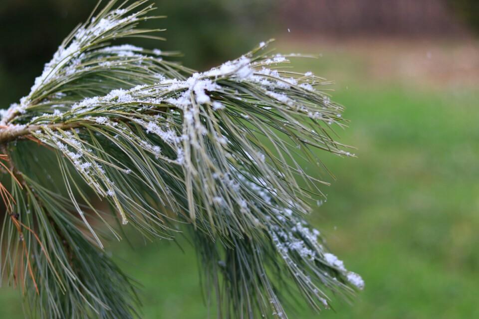 飘雪手机在线免费观看完整版，冬季暖心娱乐之选